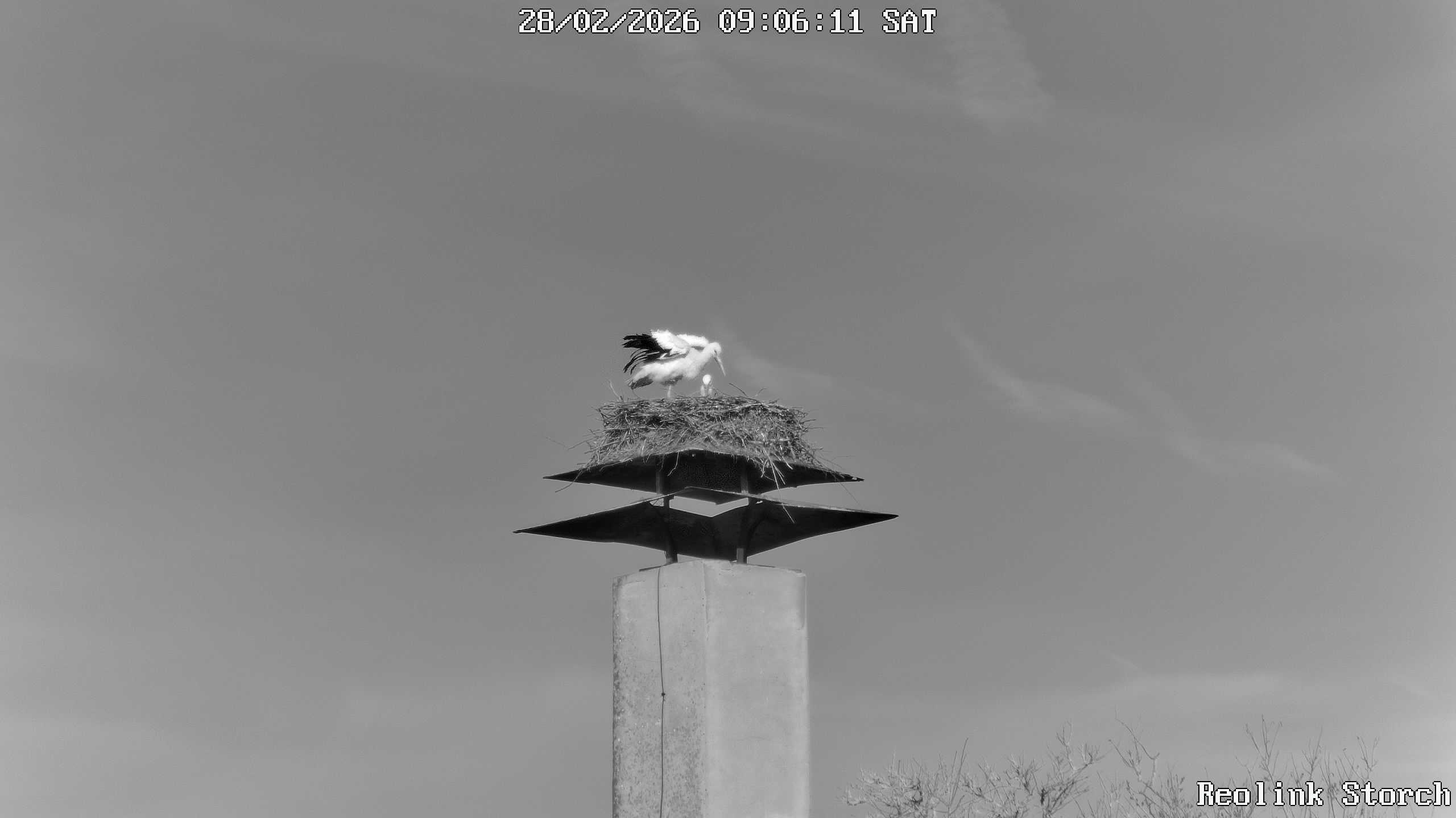 Storchencam Bild